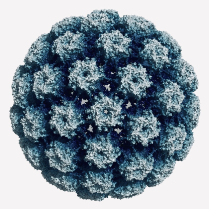 HPV